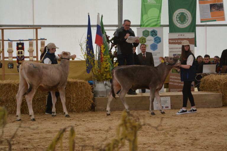 govedo-rjave-pasme, razstava-in-ocenjevanje, grm-novo-mesto