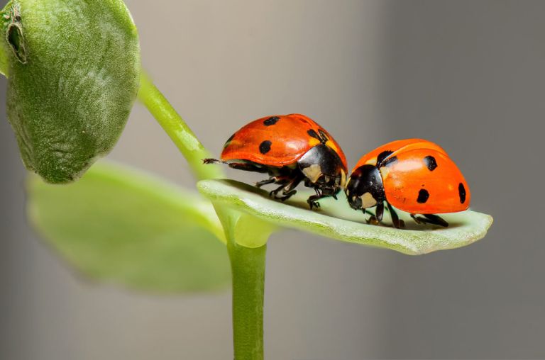 pikapolonica-ladybugs-1593406.jpg