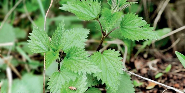 koprive-zdravilne-in-okusne-A_1115x560_acf_cropped.jpg