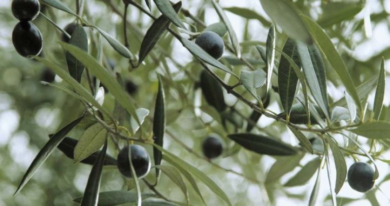 spostljivo-s-slovenskim-oljcnim-oljem-A-710x375.jpg
