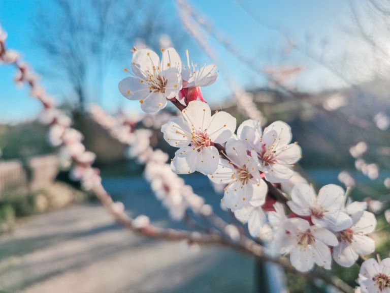 simbolična, pomlad, češnja, roža, cvet, cvetenje