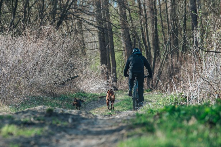 simbolična, pes, psi, hišni-ljubljenčki, kolesar, kolesarjenje, narava, rekreacija