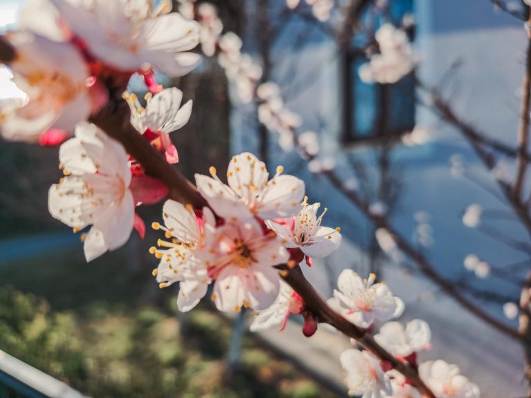 simbolična, pomlad, češnja, roža, cvet, cvetenje