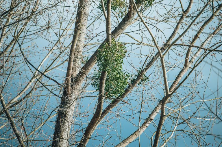 simbolična, omelo, drevo, gozd