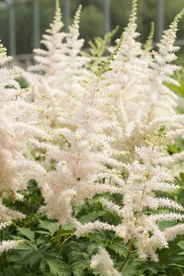 Astilbe