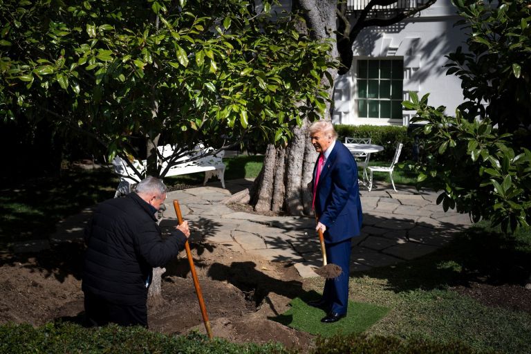 donald trump, drevo