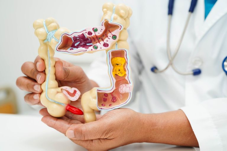Prebava, črevesje