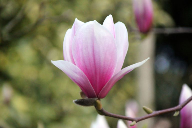 magnolija