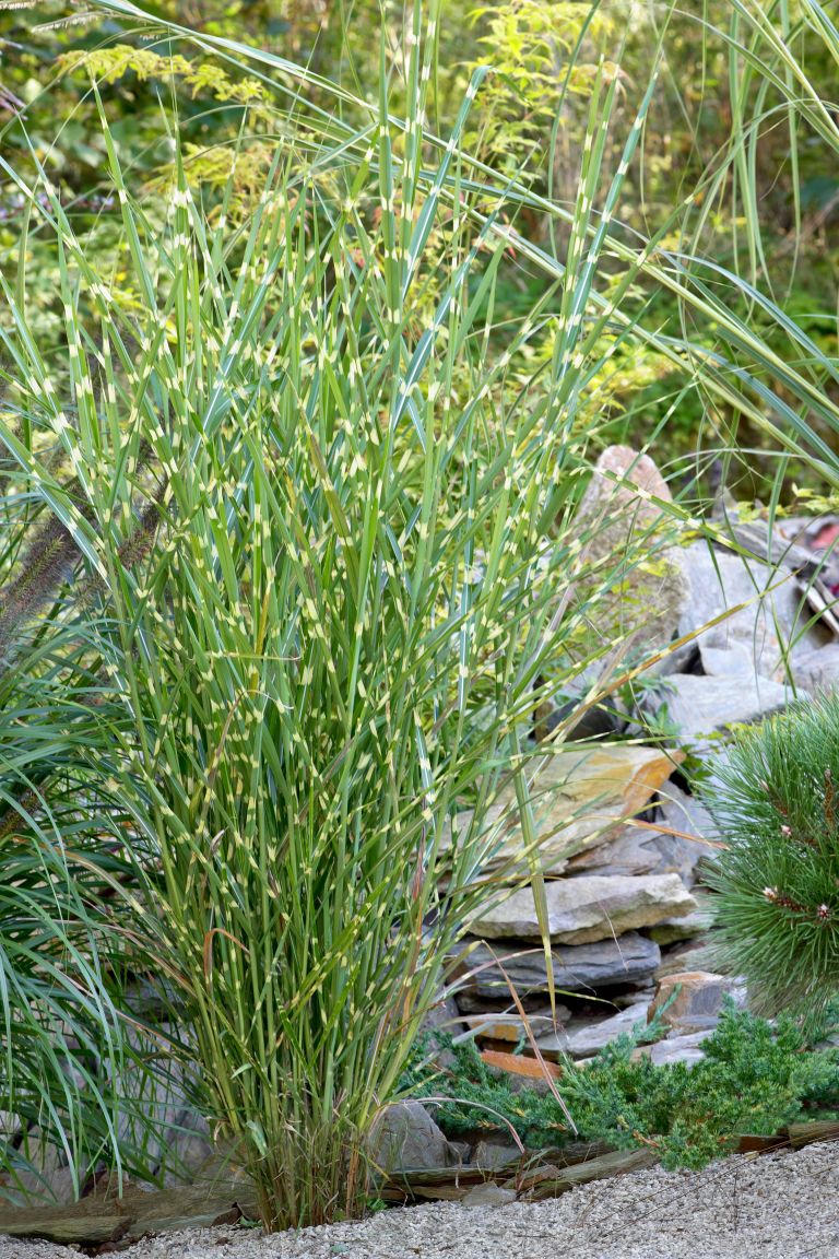 Miscanthus