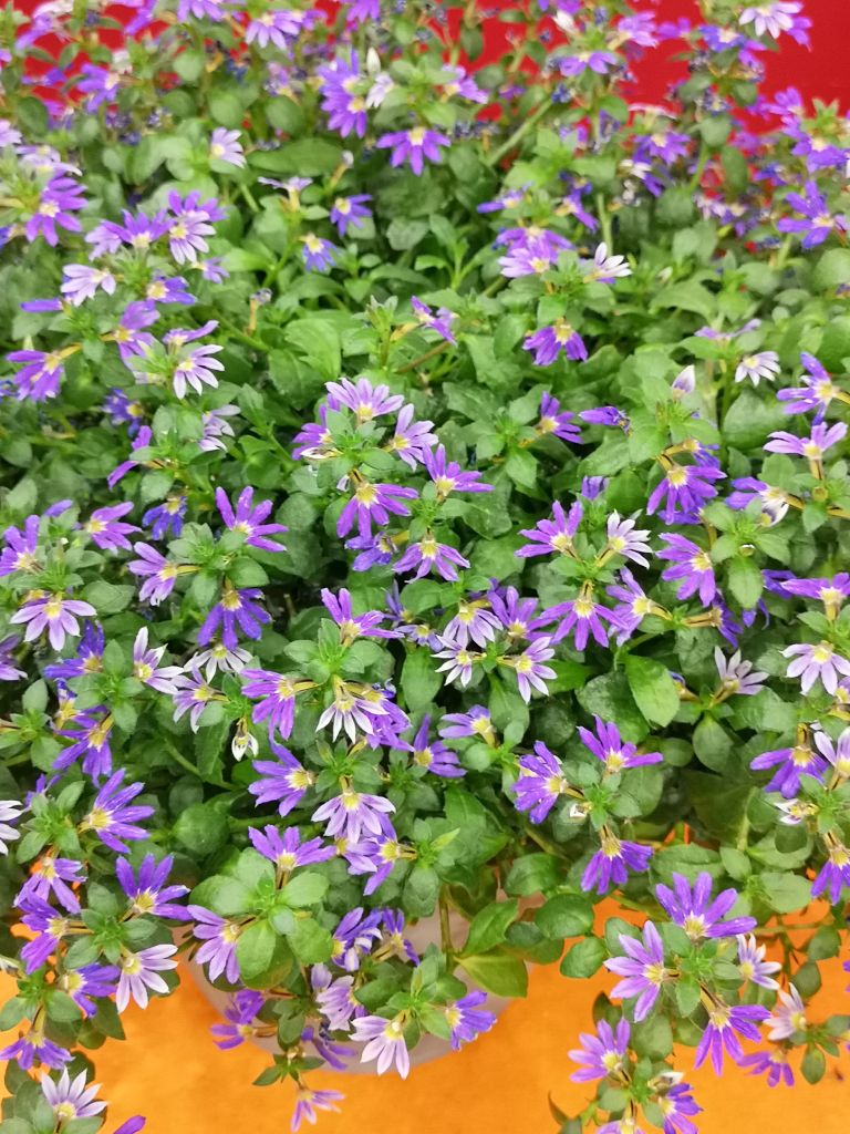Trendi 1-maj20.jpg