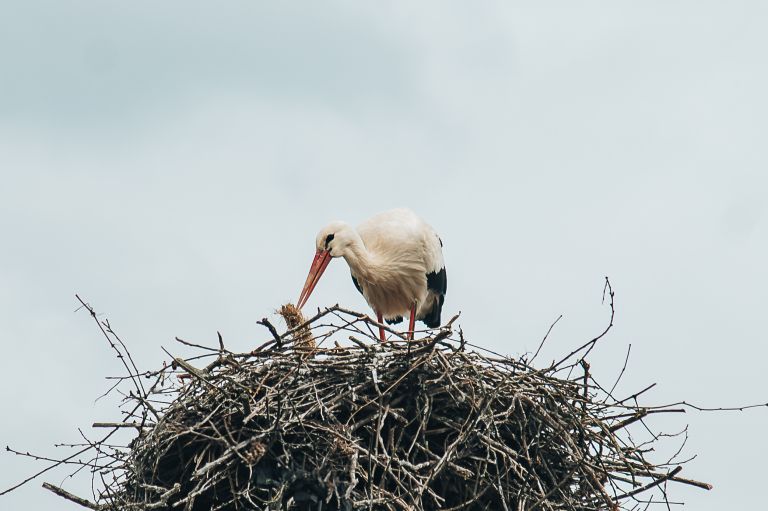 simbolična, štorklja, štorkljino-gnezdno