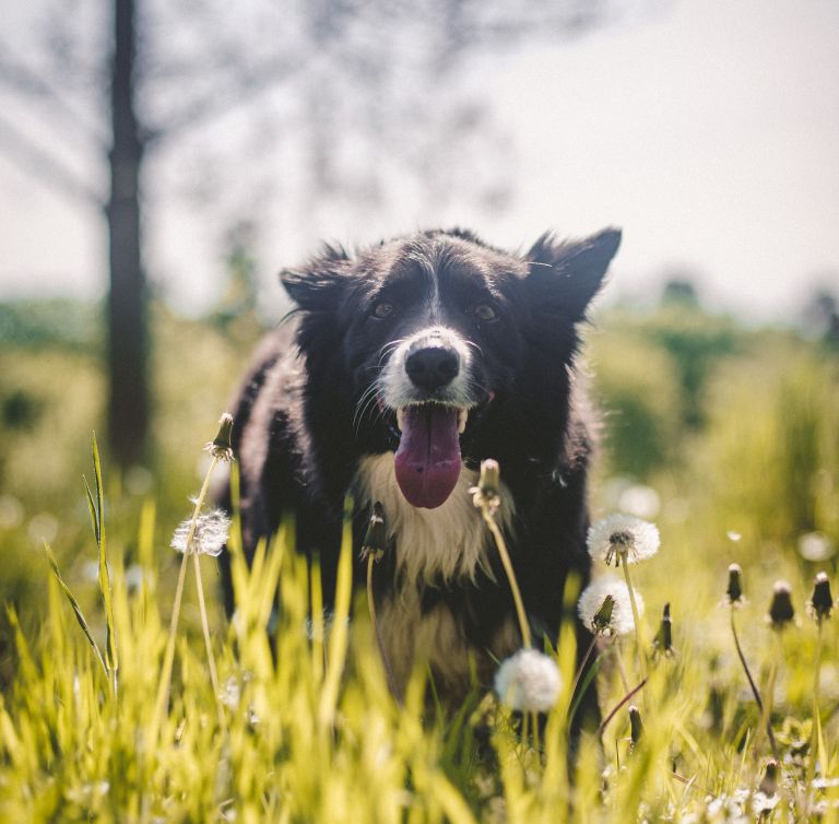 simbolična, pokončna, pes, psi, žival