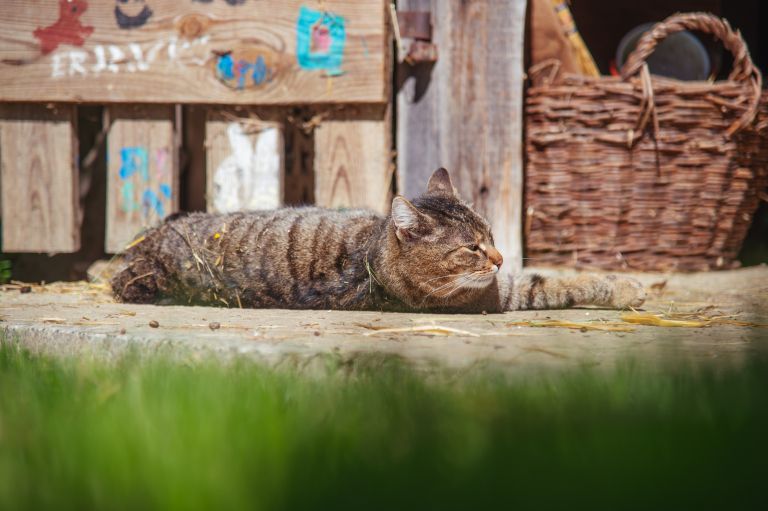 socialna-kmetija-korenika, šalovci, ekološka-kmetija, mačka, maček