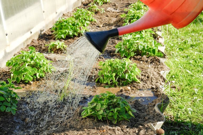 zalivanje z zalivalko