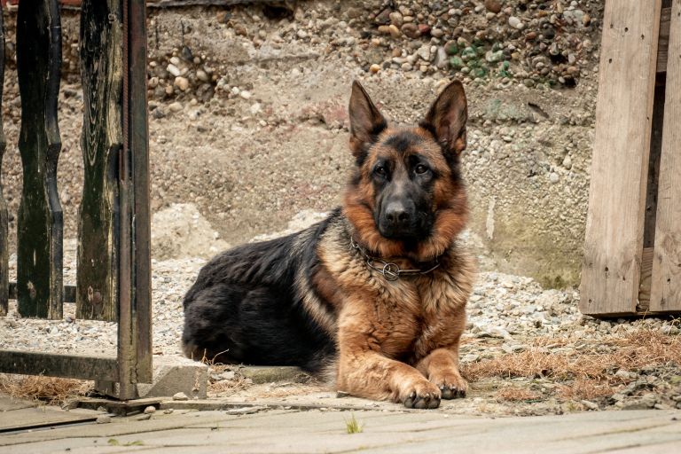 simbolična, pes, psi, nemški-ovčar