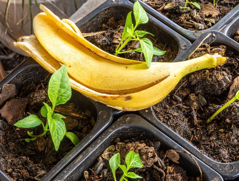 banana, bananin olupek, gnojilo, rastline