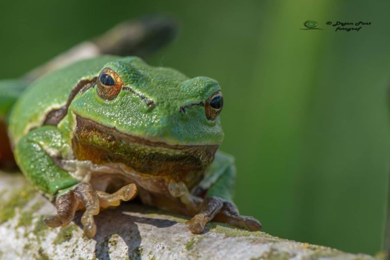 žabe Dejan Part.jpg