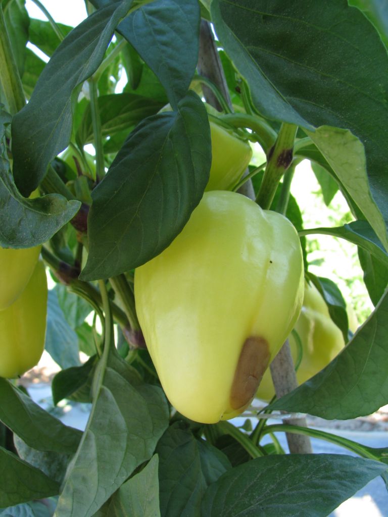 paprika
