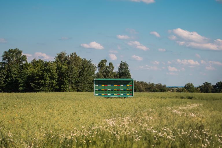 simbolična, panj, čebele, čebela, pomlad, čebelnjak