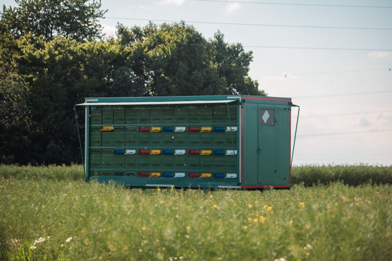 simbolična, panj, čebele, čebela, pomlad, čebelnjak