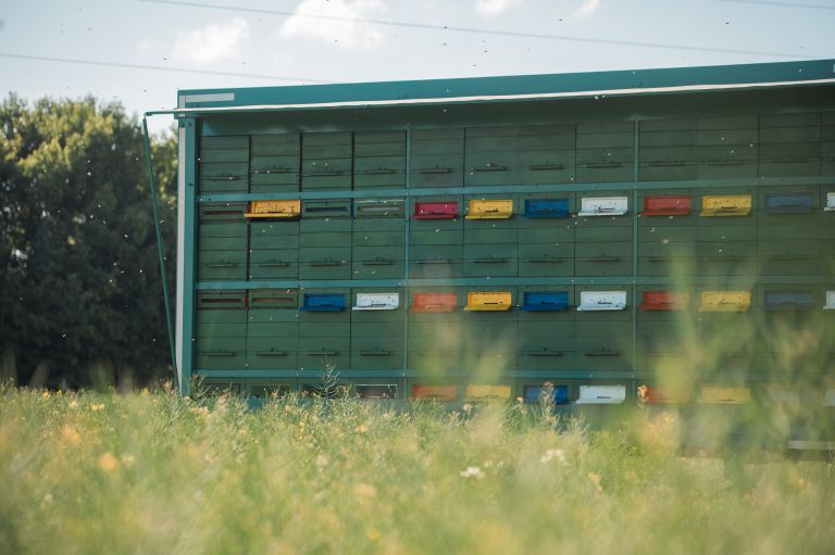 simbolična, panj, čebele, čebela, pomlad, čebelnjak