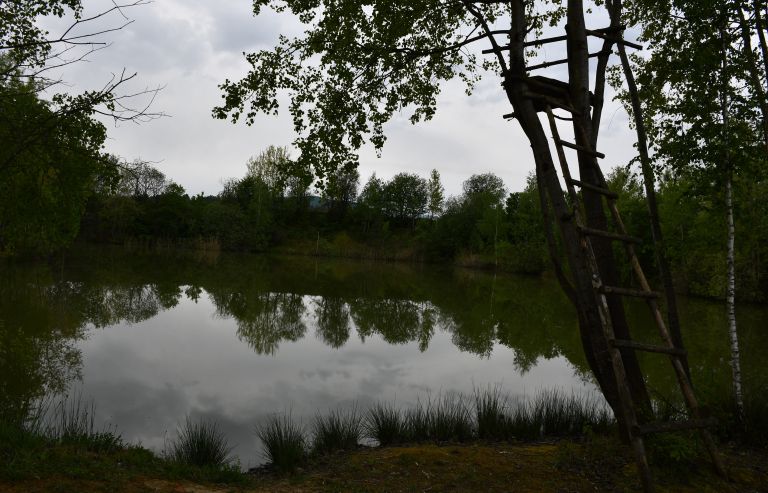 terapija, gozd, zalog