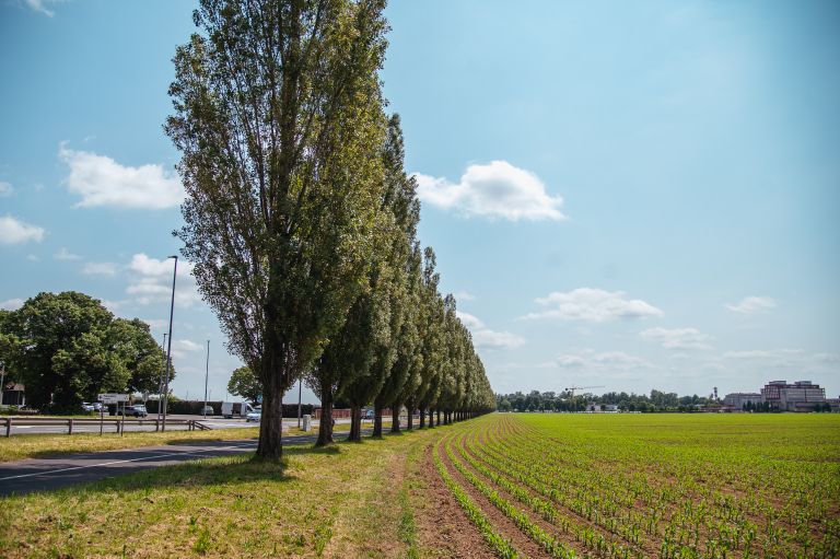 simbolična, drevored-rakičan, topoli, rakičanski, drevesa