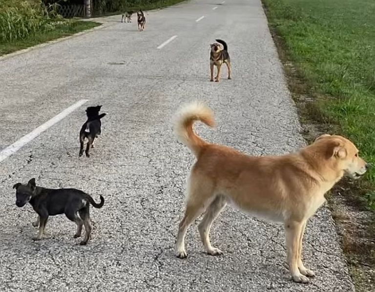 potepuški psi, šentjernej