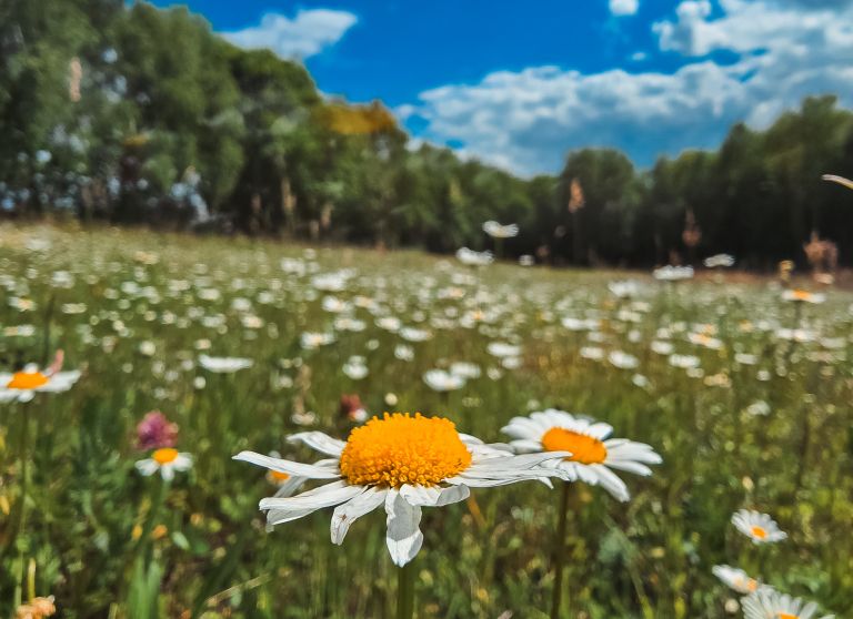 simbolična, travnik, marjetice, marjetica, rože, cvet, cvetovi