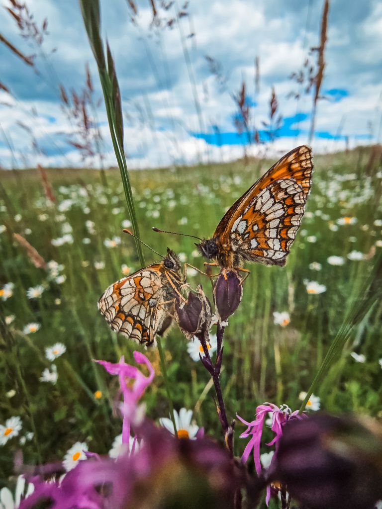 simbolična, metulj, travnik, živali