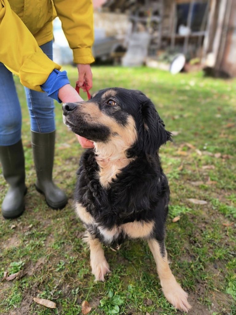 zavetišče turk, zapuščen pes