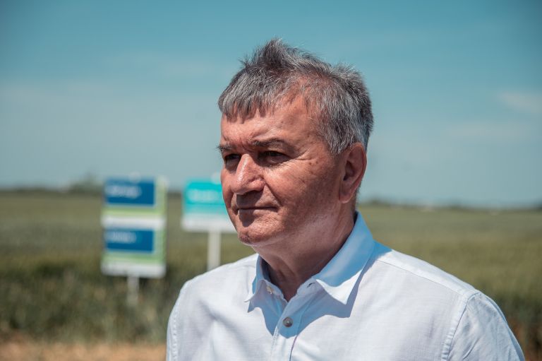 pšenica, panvita, dan-pšenice