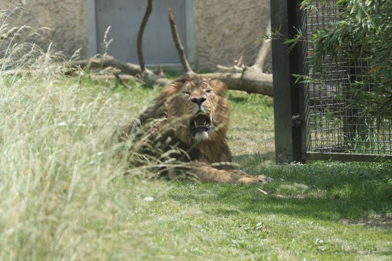 lev in levinja-pl003.JPG