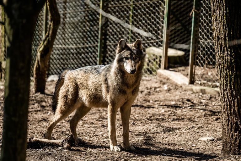 kanadski volk-saso svigelj.jpg