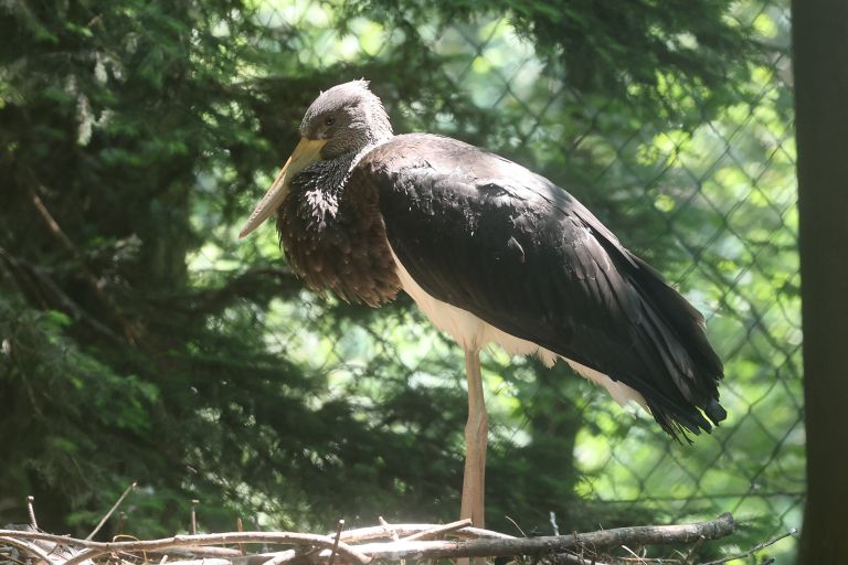 mladic crna storklja-pl.JPG