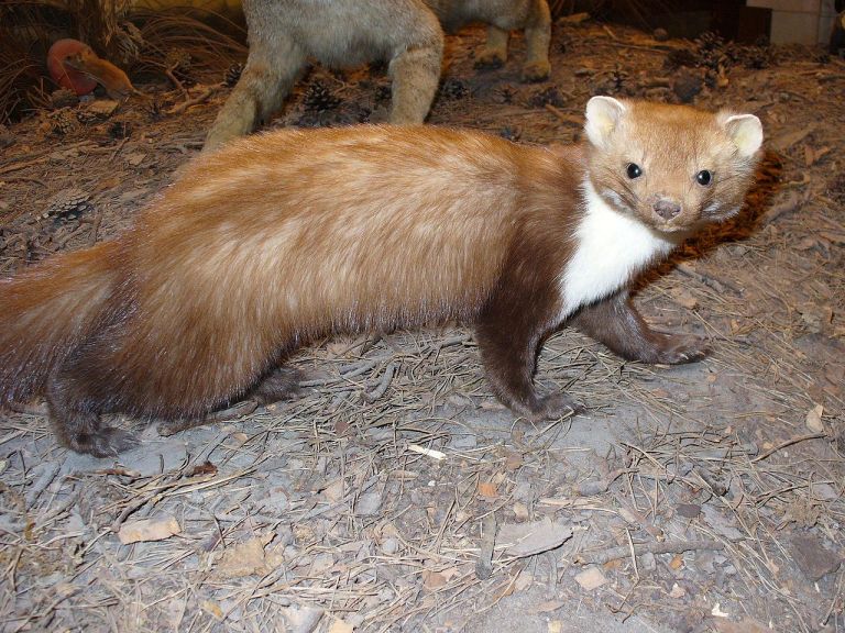 1280px-Beech_Marten.jpg