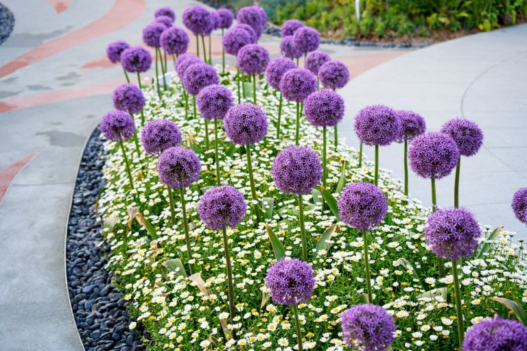 Aroma3-jul22.jpg