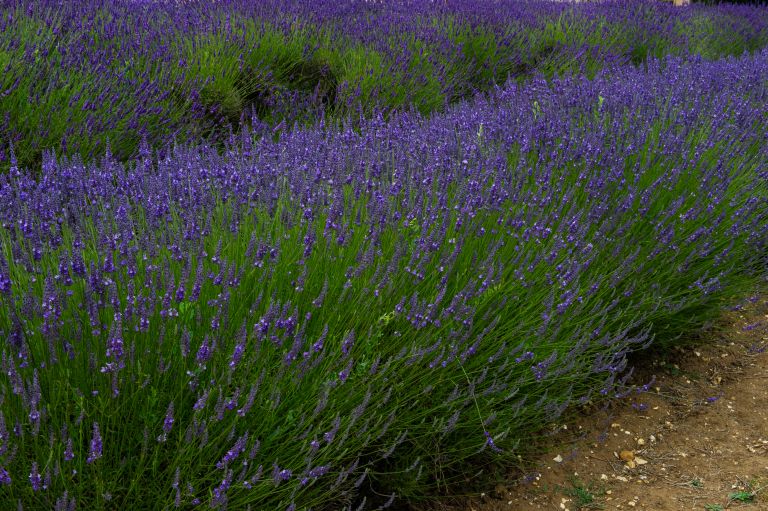 Aroma2-jul22.jpg