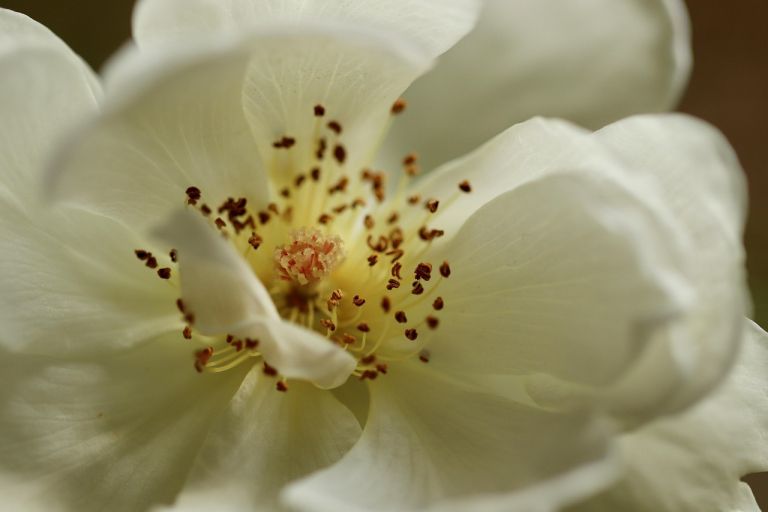 rose-4581622_1280.jpg
