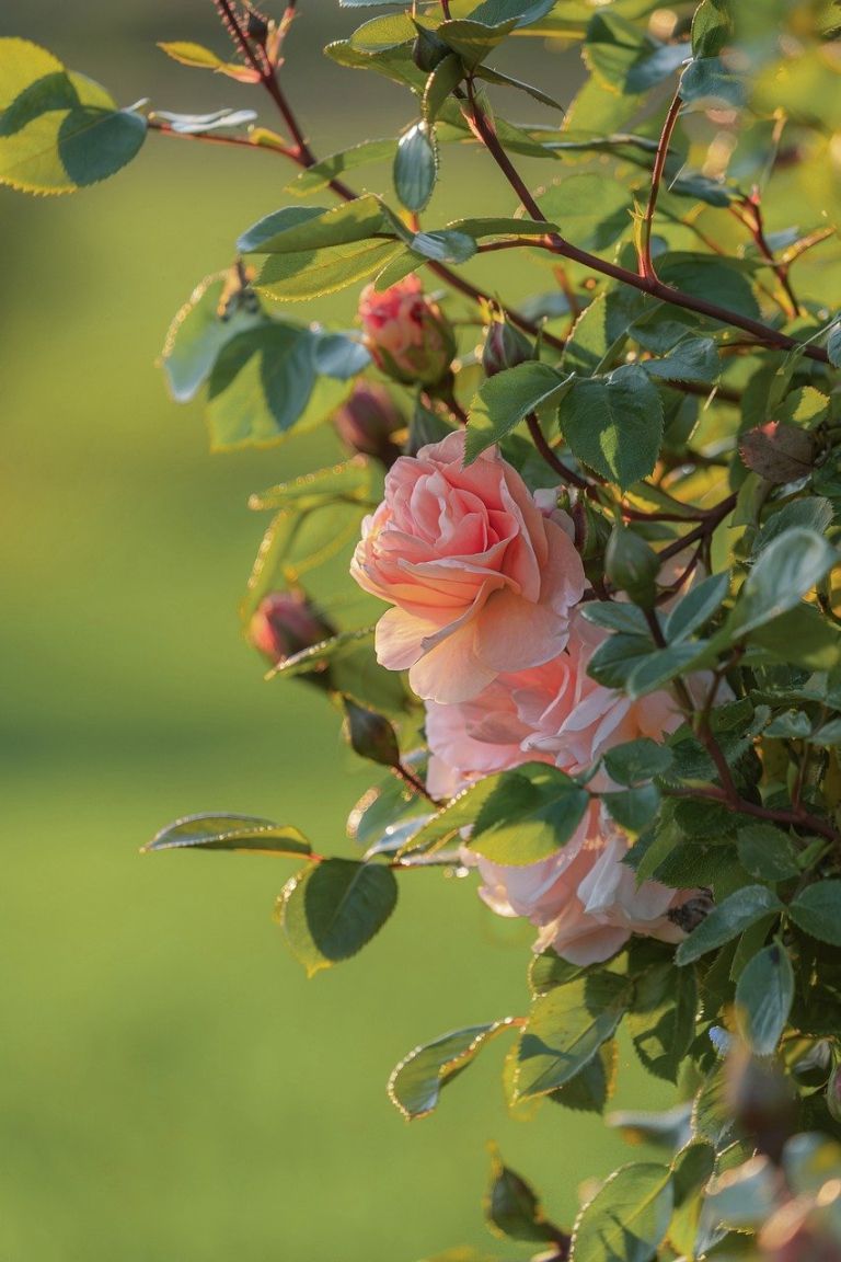 bush-9623840_1280.jpg