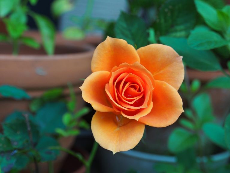 flower-115646_1280.jpg
