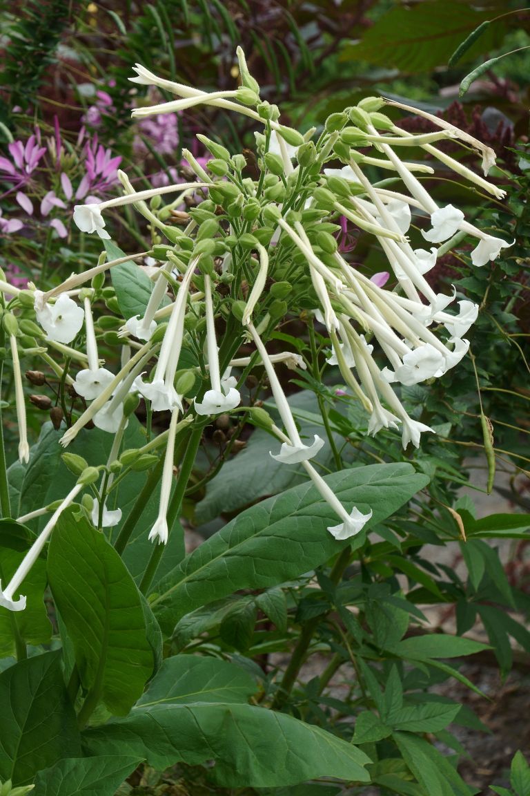 Nicotiana sylvestris