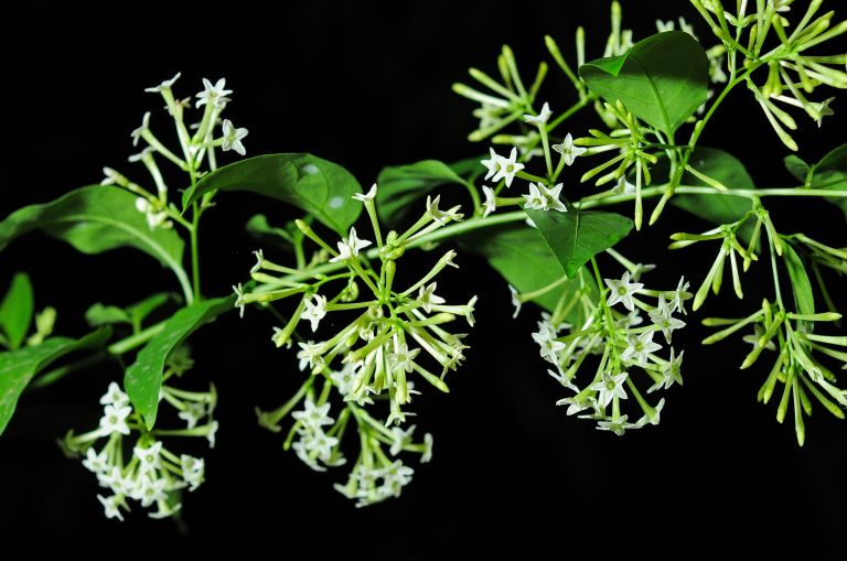 Cestrum nocturnum