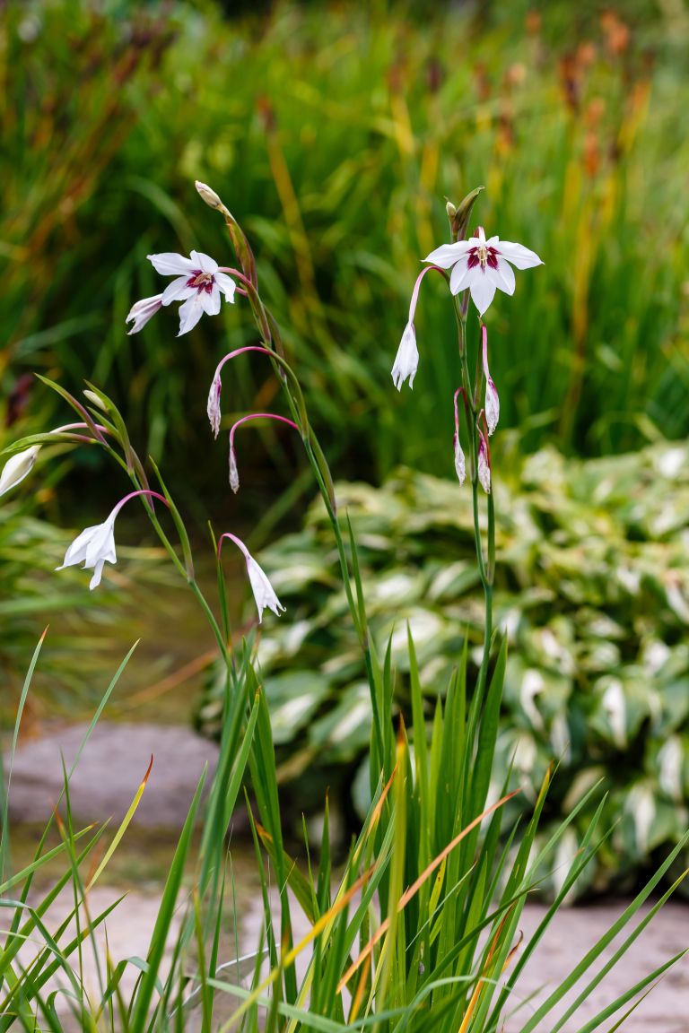 Gladiolus callianthus