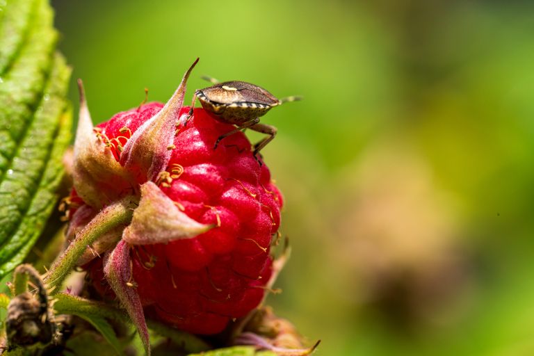 Marmorirana smrdljivka na malini