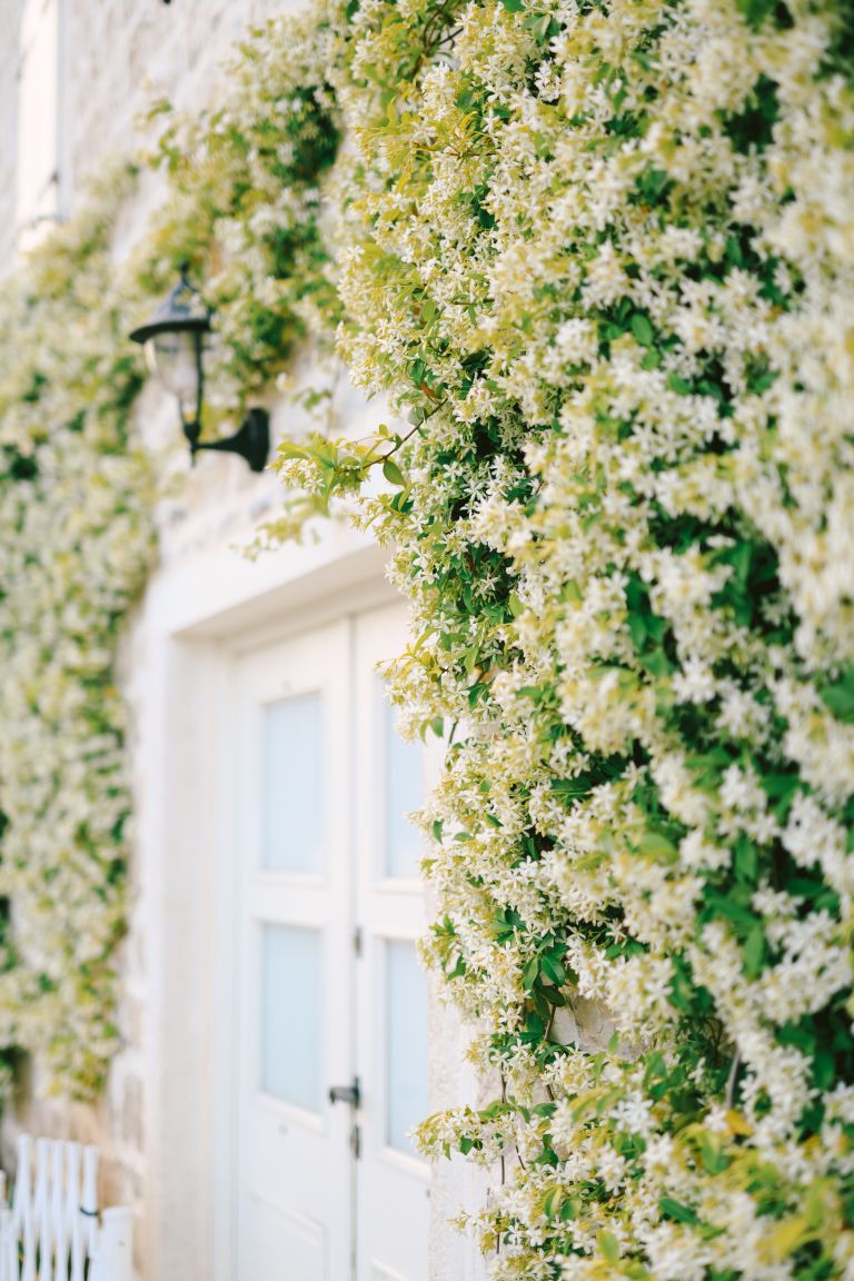 Zvezdasti jasmin