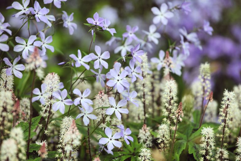 Phlox divaricata 'Clouds of Perfume'