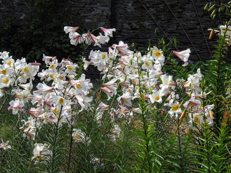 Kraljevska lilija Lilium regale