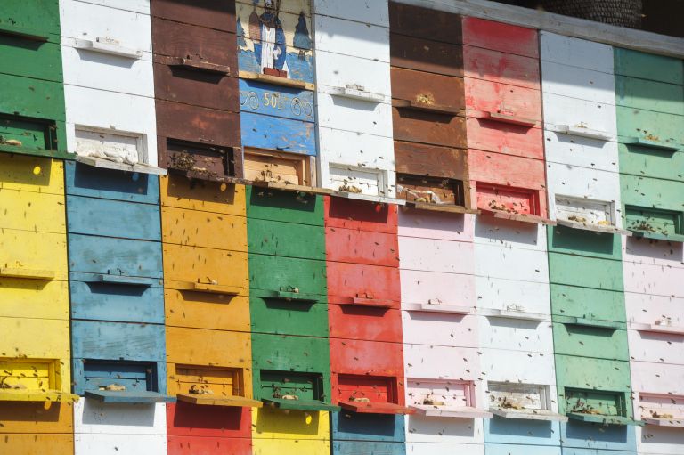 čebele, med, nuskova