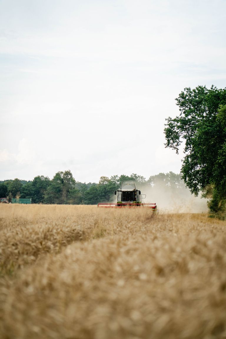 žetev, pšenica, kombajn